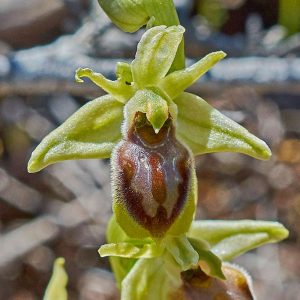 Hebes Ragwurz (Ophrys hebes), (c) Stefan Munzinger/NABU-naturgucker.de