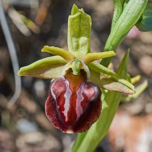 Heras Ragwurz (Ophrys herae), (c) Stefan Munzinger/NABU-naturgucker.de