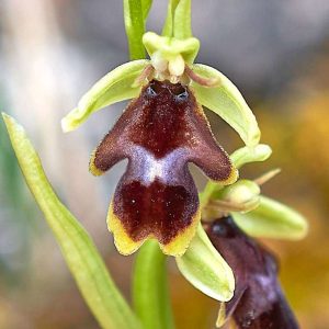 Ophrys insectifera var. aymoninii x insectifera, (c) Stefan Munzinger/NABU-naturgucker.de