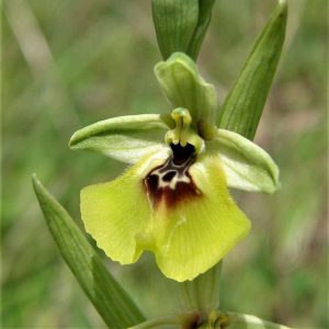 Lacaitas Ragwurz (Ophrys lacaitae), (c) Reiner Merkel