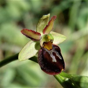 Majella-Ragwurz (Ophrys sphegodes subsp. majellensis), (c) Reiner Merkel