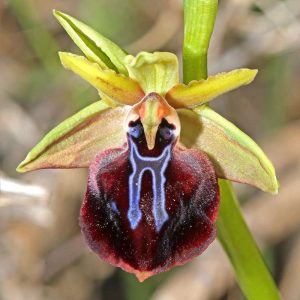 Ophrys mavrochila, (c) Mathias Lohr