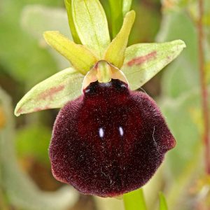 Ophrys mavromata, (c) Mathias Lohr