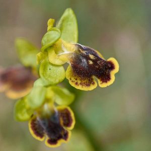 Dunkellippige Ragwurz subsp. melena (Ophrys melena subsp. melena), (c) Stefan Munzinger/NABU-naturgucker.de