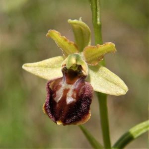 Ophrys sphegodes subsp. molisana, (c) Reiner Merkel