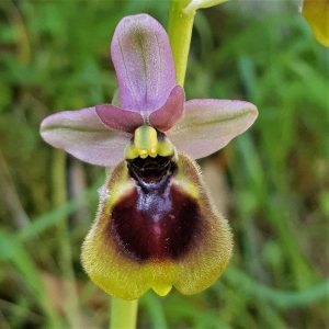 Normans Ragwurz (Ophrys normanii), (c) Reiner Merkel