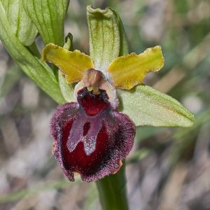 Gewöhnliche Oster-Ragwurz (Ophrys passionis subsp. passionis), (c) Stefan Munzinger/NABU-naturgucker.de