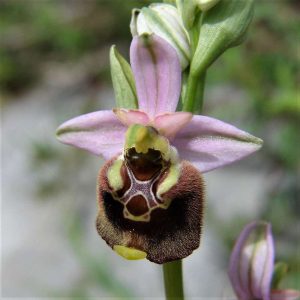 Ophrys holoserica subsp. pinguis, (c) Reiner Merkel