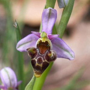 Schnepfen-Ragwurz var. picta (Ophrys scolopax var. picta), (c) Stefan Munzinger/NABU-naturgucker.de