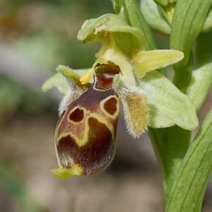 Nabel-Ragwurz subsp. umbilicata (Ophrys umbilicata subsp. umbilicata), (c) Stefan Munzinger/NABU-naturgucker.de