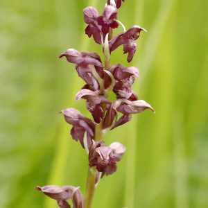 Wanzen-Knabenkraut (Orchis coriophora), (c) Wolfgang Piepers/NABU-naturgucker.de