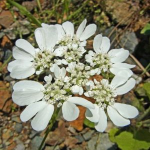 Großblütige Strahldolde (Orlaya grandiflora), (c) Gaby Schulemann-Maier/NABU-naturgucker.de