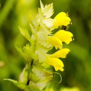 Rhinanthus rumelicus subsp. rumelicus, (c) Wolfgang Piepers/NABU-naturgucker.de