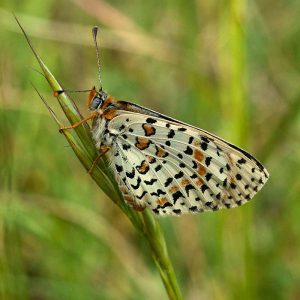 Roter Scheckenfalter (Melitaea didyma), (c) Stefan Munzinger/NABU-naturgucker.de