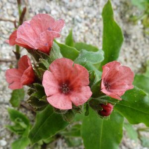 Ziegelrotes Lungenkraut (Pulmonaria rubra), (c) Luise Stephani/NABU-naturgucker.de