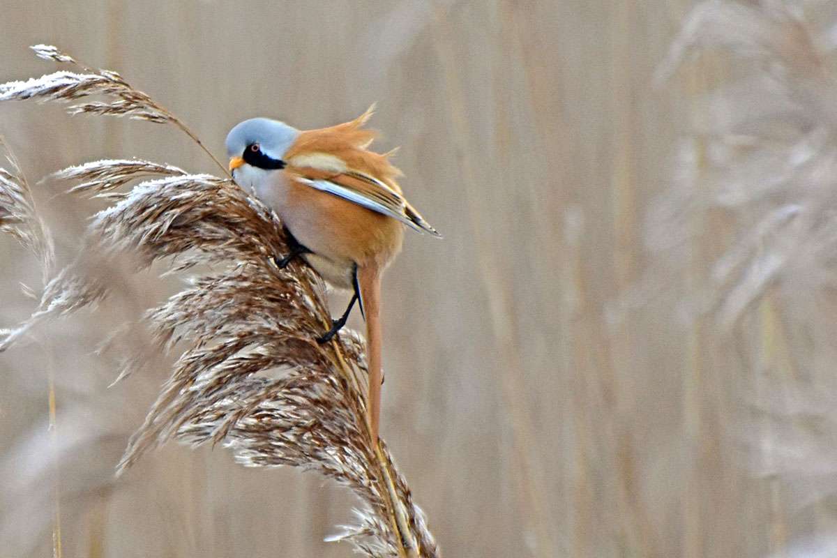 Männliche Bartmeise (Panurus biarmicus), (c) Hermann Daum/NABU-naturgucker.de