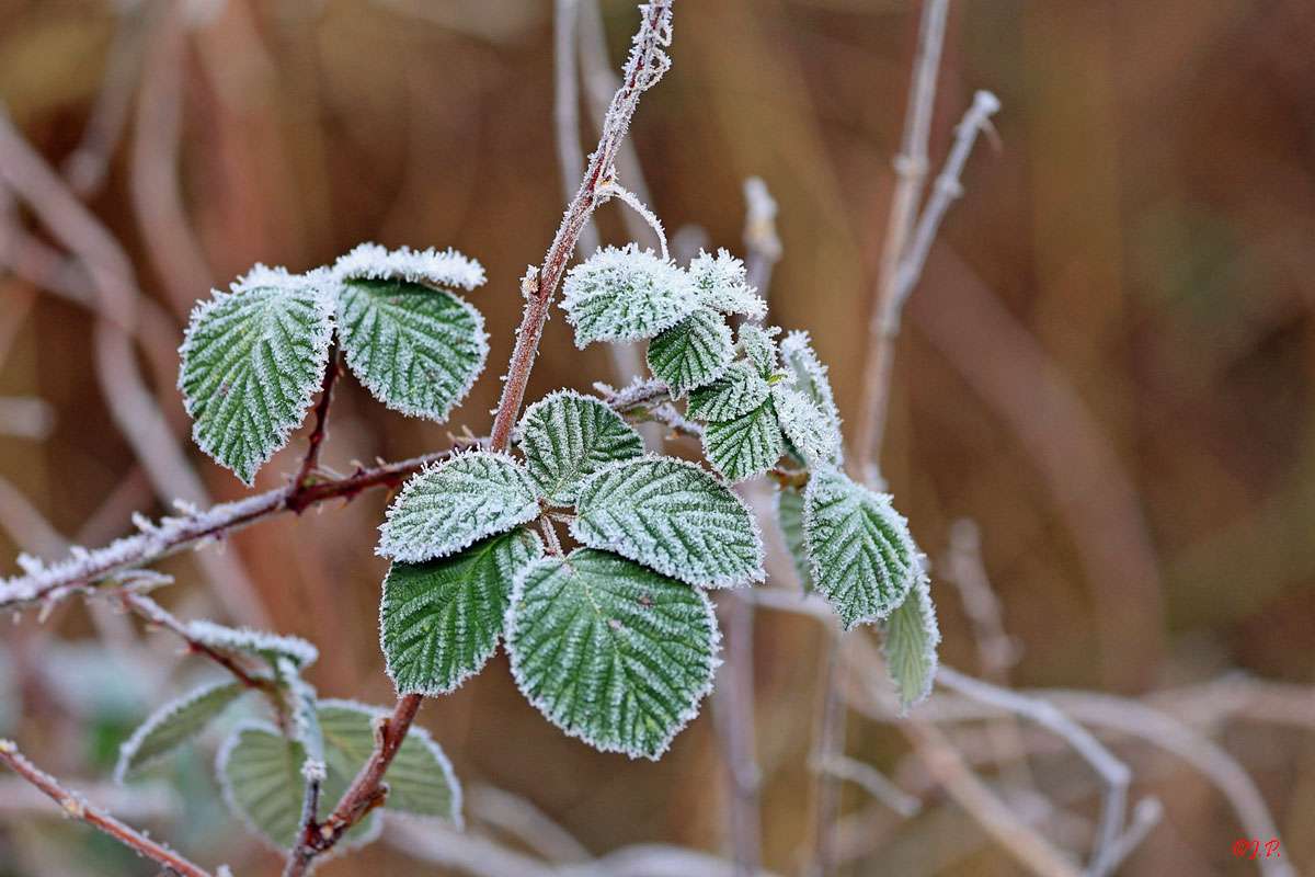 Brombeere (Rubus spec.), (c) Jürgen Podgorski/NABU-naturgucker.de