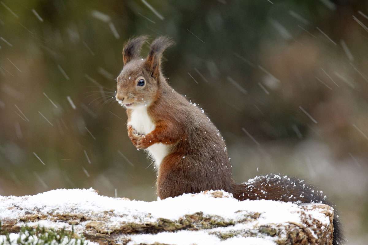 Eichhörnchen im Winter, (c) Helene Germer/NABU-naturgucker.de