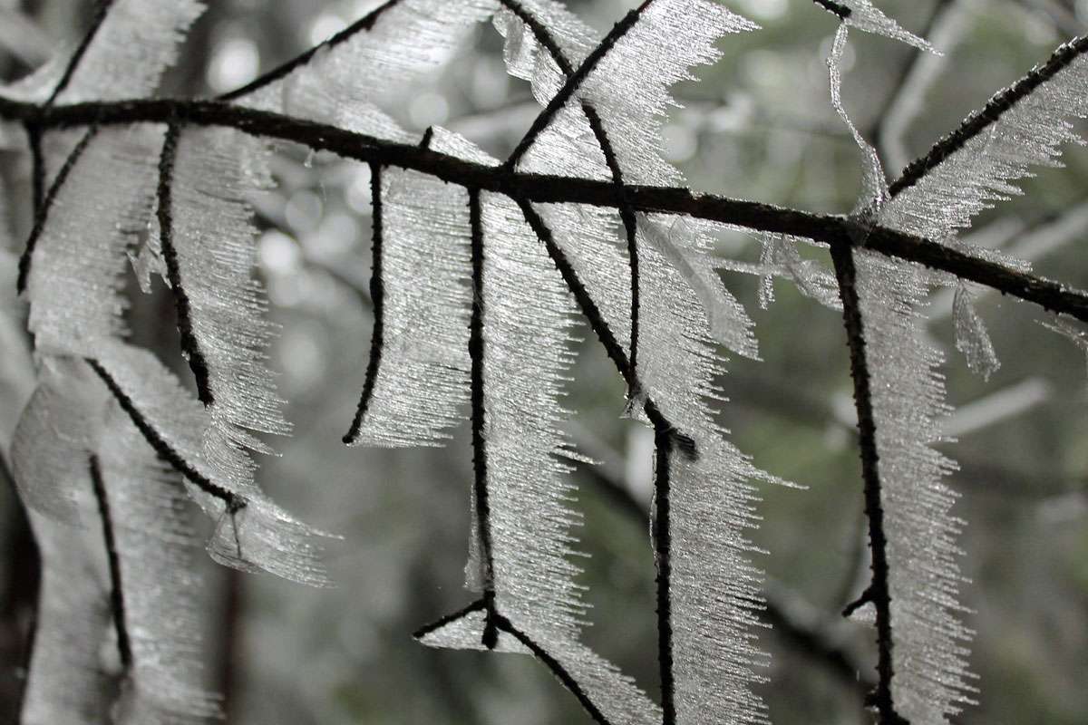 Eisfahnen, (c) Klaus Dühr/NABU-naturgucker.de