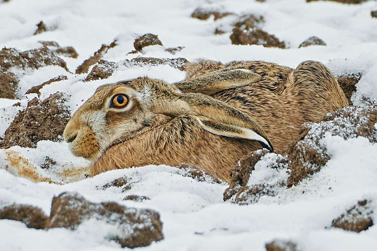 Feldhase, (c) Michael Schmid/NABU-naturgucker.de