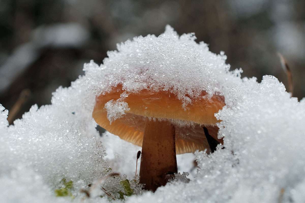 Gemeiner Samtfußrübling (Flammulina velutipes), (c) Stefanie Zeiler/NABU-naturgucker.de