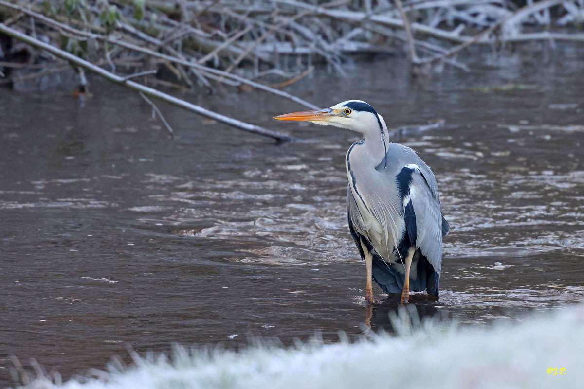 Graureiher im Winter, (c) Jürgen Podgorski/NABU-naturgucker.de