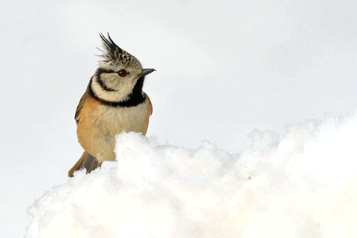 Haubenmeise (Lophophanes cristatus), (c) Karl Kern/NABU-naturgucker.de