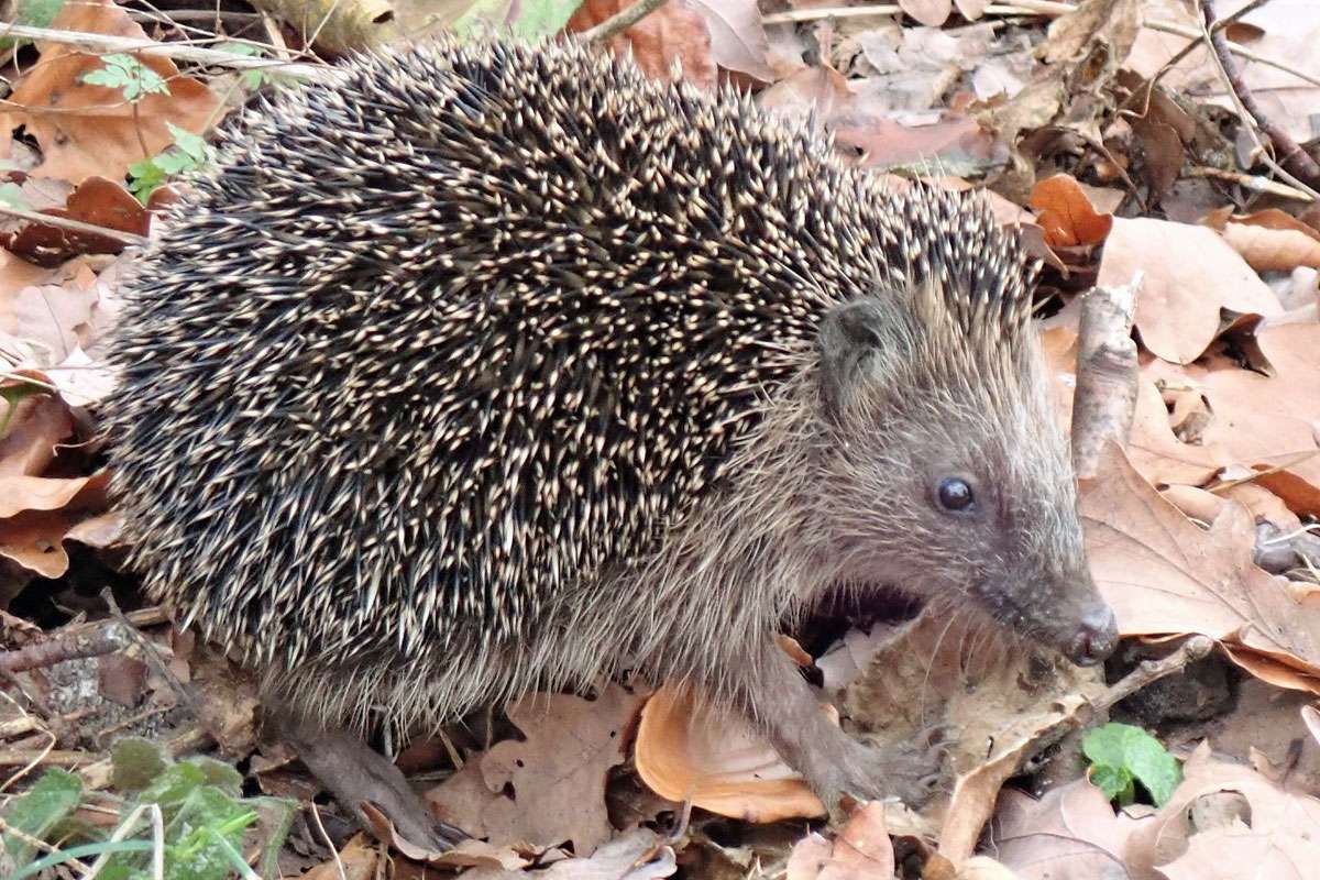 Westeuropäischer Igel (Erinaceus europaeus), (c) Christine Laumann/NABU-naturgucker.de