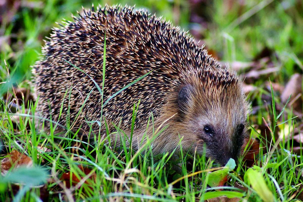 Westeuropäischer Igel (Erinaceus europaeus), (c) Hubertus Schwarzentraub/NABU-naturgucker.de