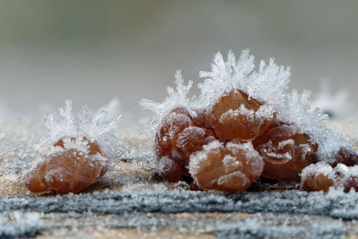 Kandisbrauner Drüsling, (c) Peter Heedt/NABU-naturgucker.de