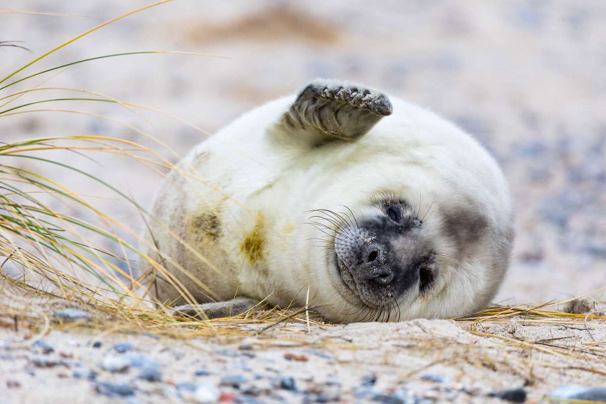 Kegelrobbe (Halichoerus grypus), (c) Winfried Rusch/NABU-naturgucker.de