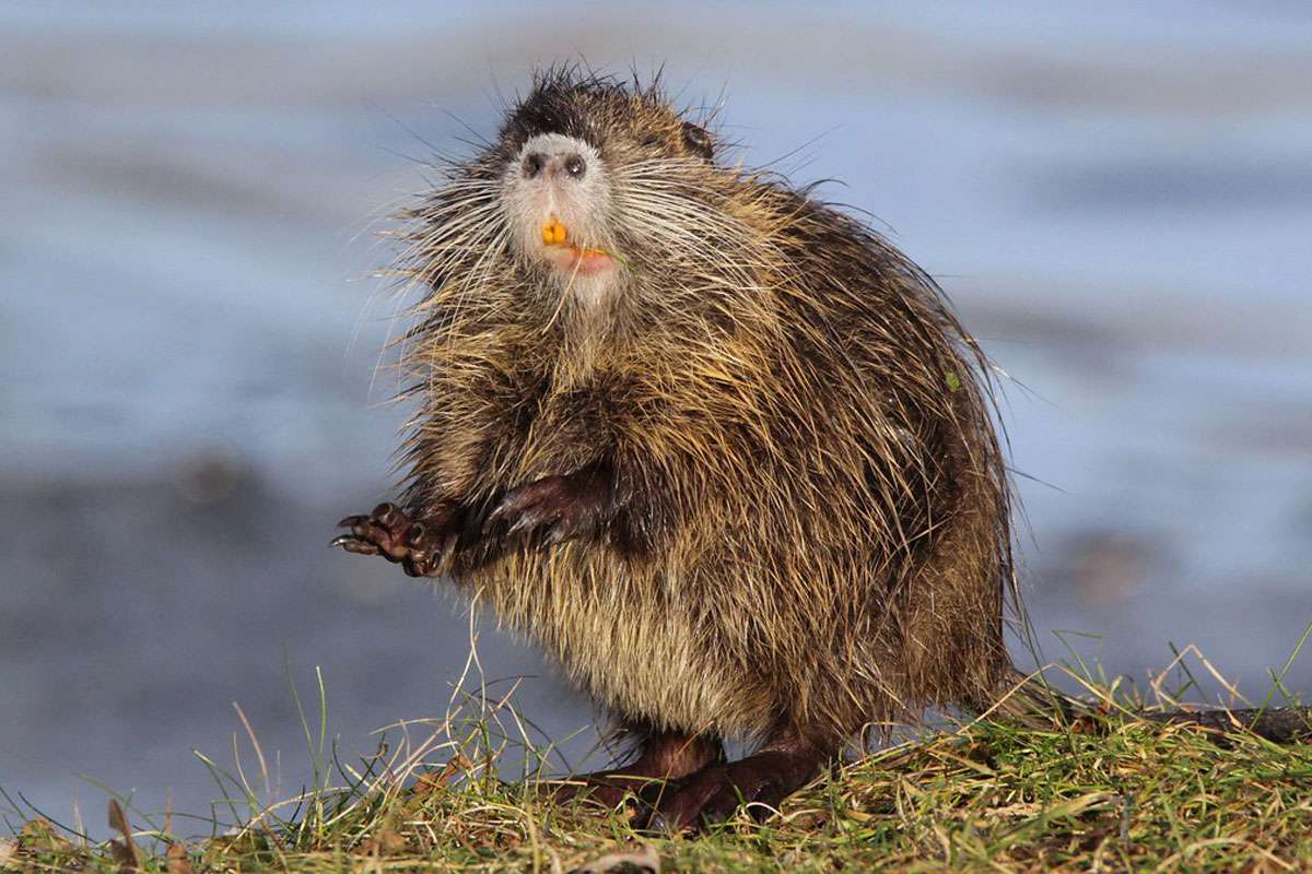 Nutria (Myocastor coypus), (c) Kerstin Kleinke/NABU-naturgucker.de