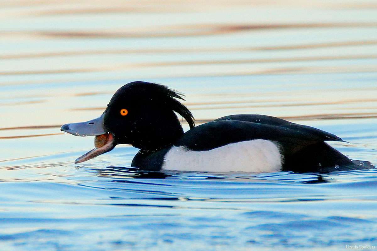 Männliche Reiherente (Aythya fuligula), (c) Ursula Spolders/NABU-naturgucker.de