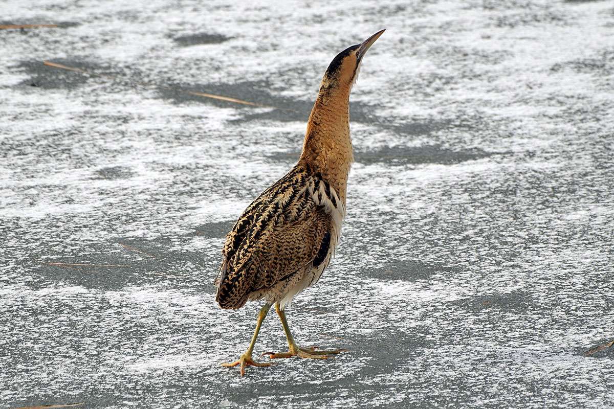 Rohrdommel (Botaurus stellaris), (c) Volker Heinrich/NABU-naturgucker.de