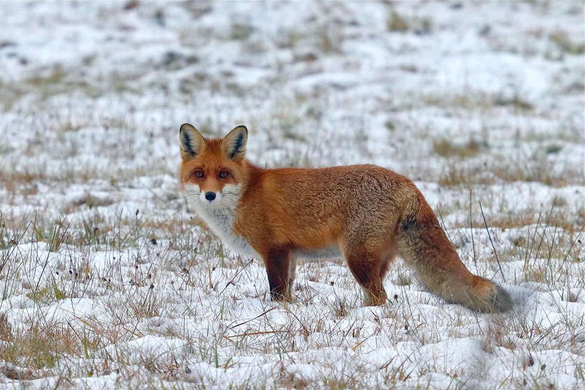 Rotfuchs im Winter, (c) Jürgen Holzhausen/NABU-naturgucker.de