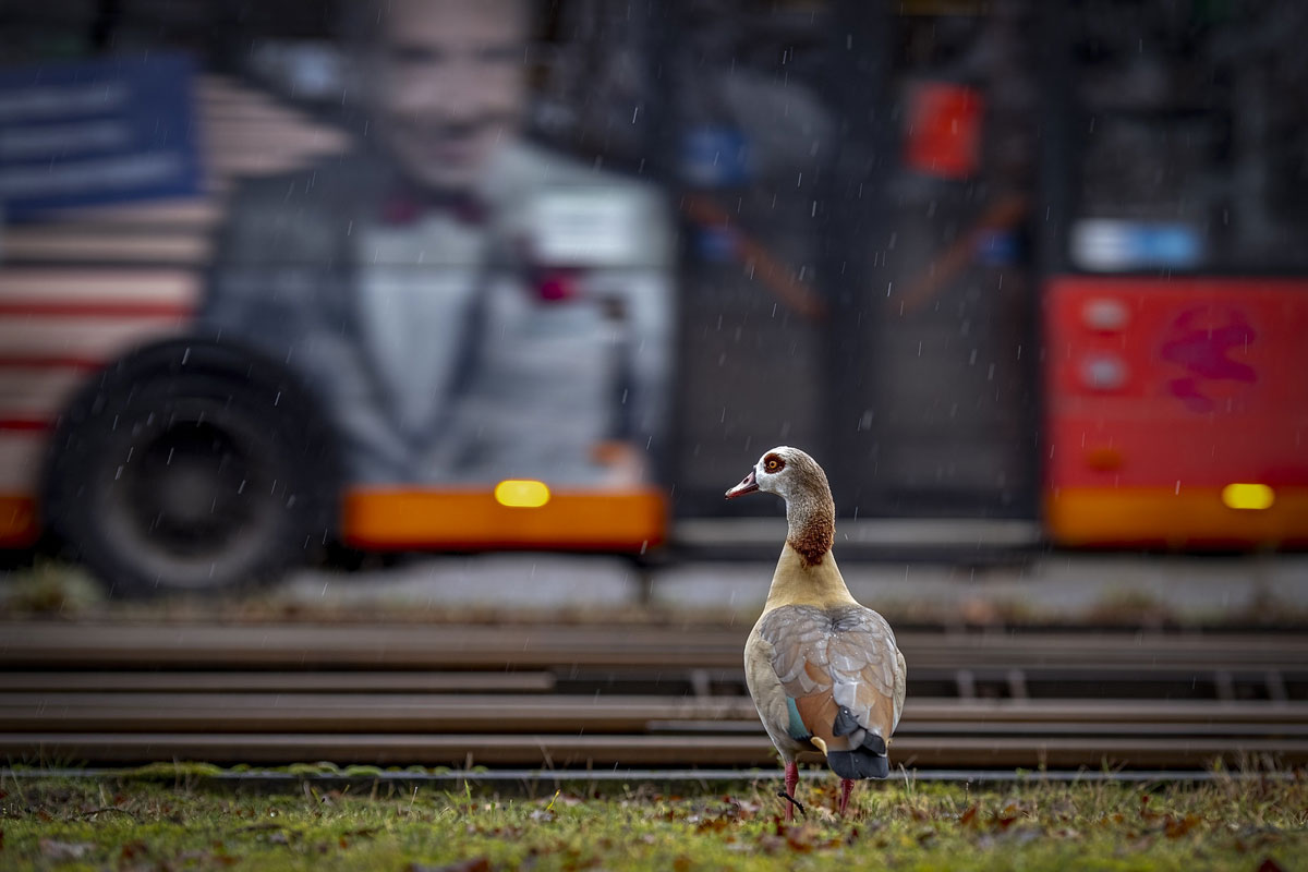 Der Nil liegt in der Stadt: Nilgans (Alopochen aegyptiaca), (c) Susanne Großnick/NABU-naturgucker.de