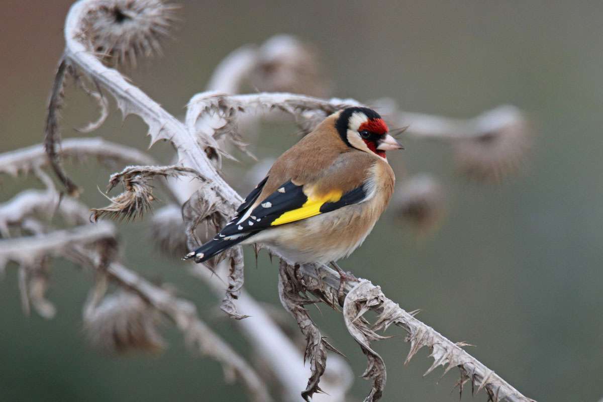 Stieglitz (Carduelis carduelis), (c) Willi Mayer/NABU-naturgucker.de