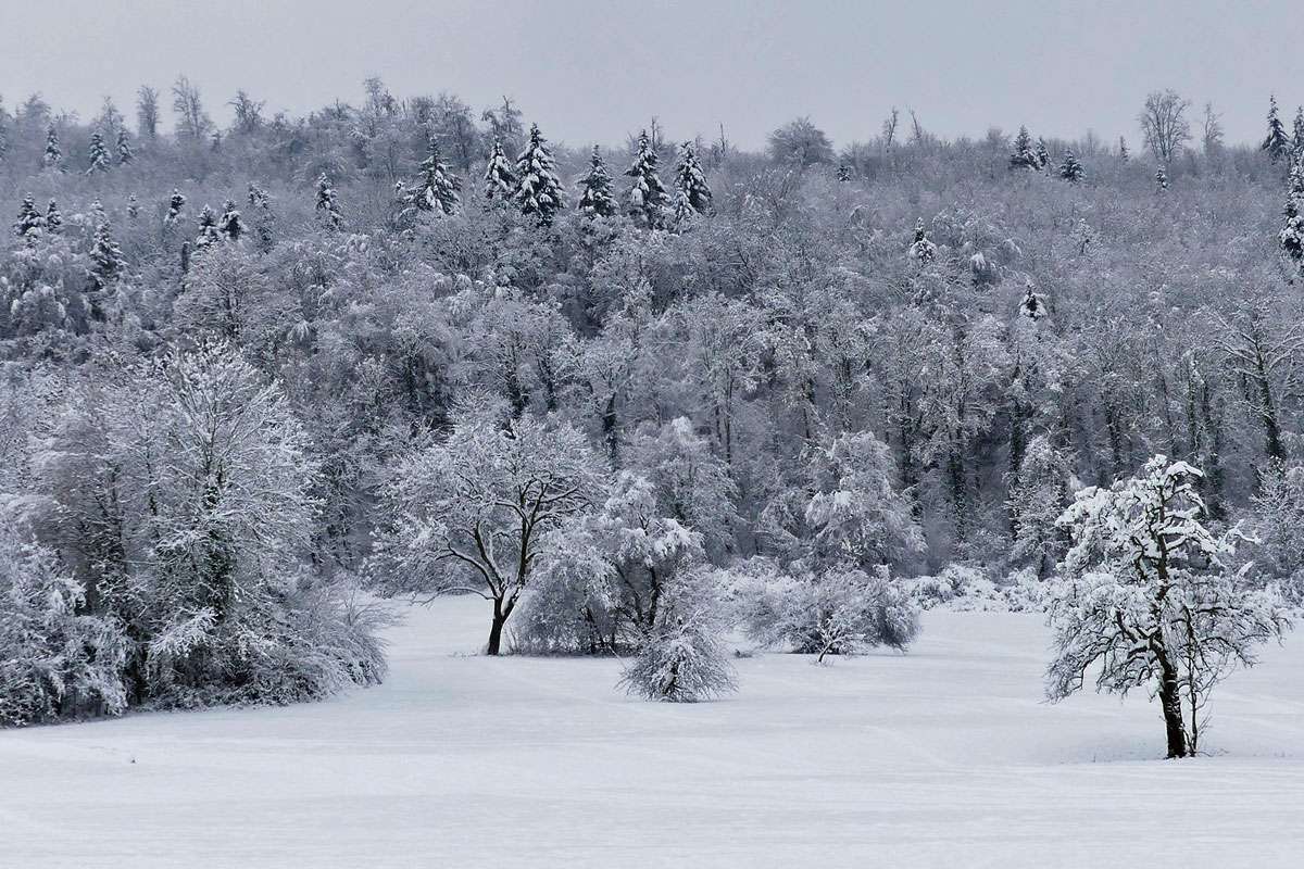 Südlicher Schönberg im Winter, (c) Gudrun Treiber/NABU-naturgucker.de