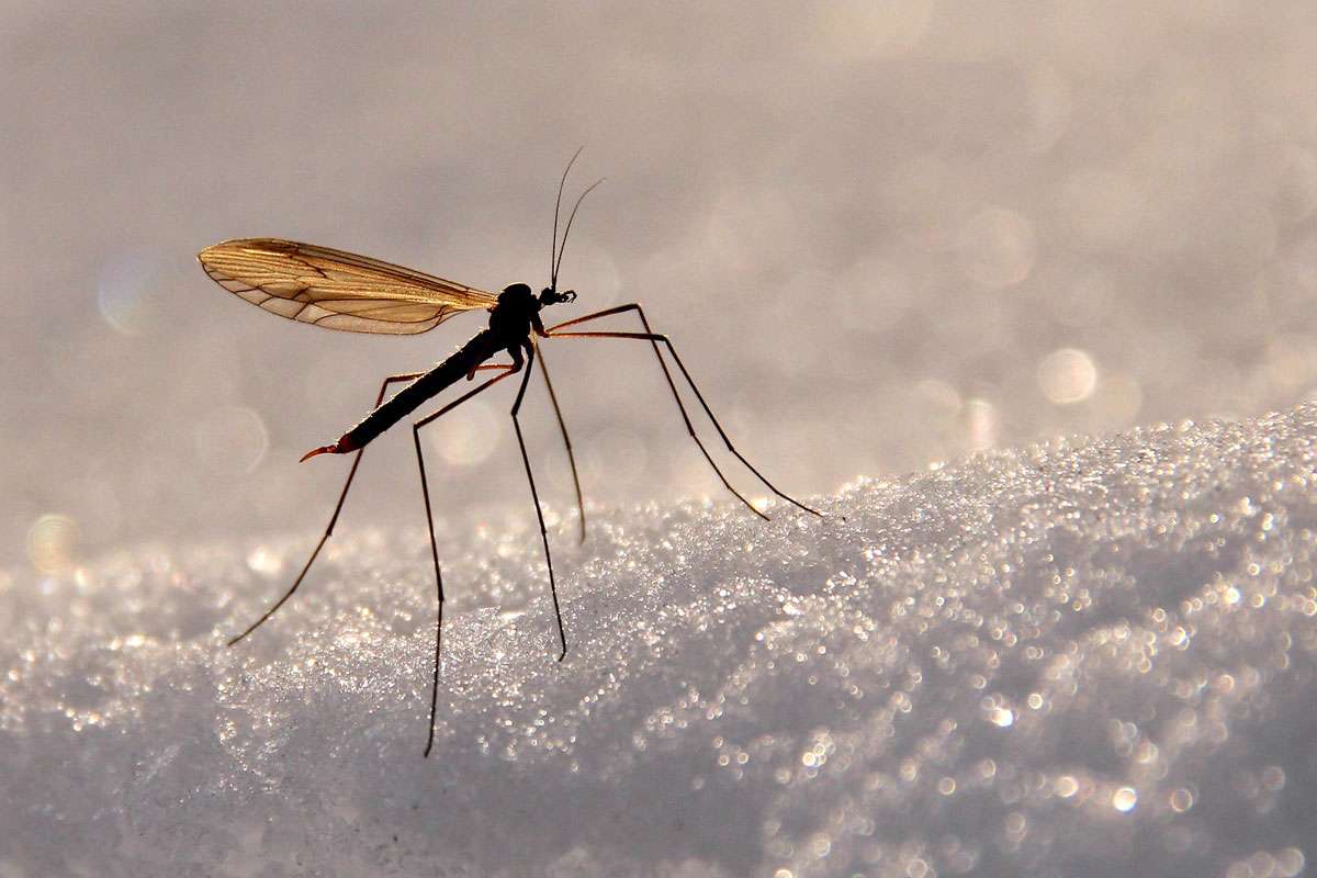 Tipula-Schnake (Tipula spec.), (c) Frank Beisheim/NABU-naturgucker.de