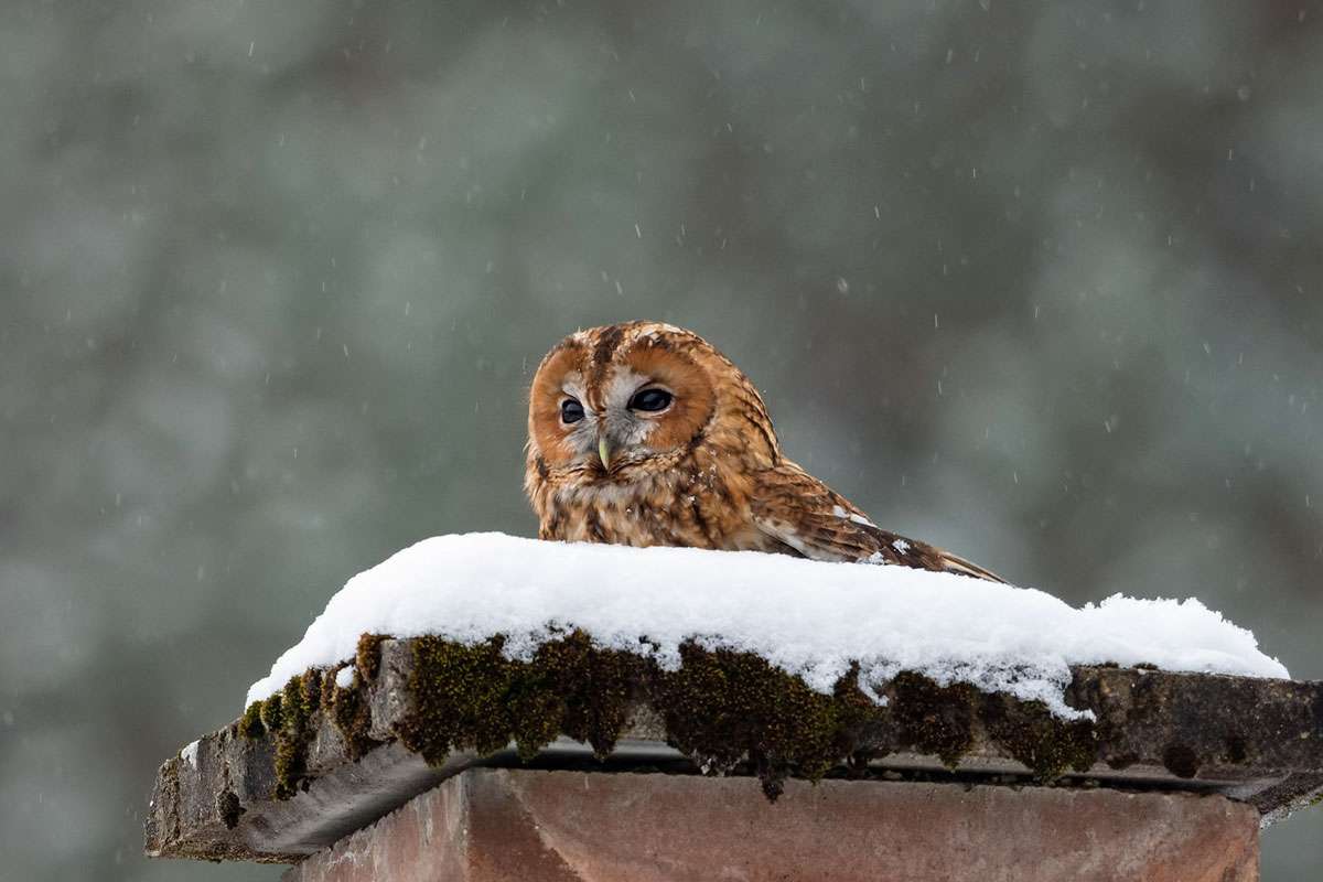 Waldkauz (Strix aluco), (c) Hubert Gerweck/NABU-naturgucker.de