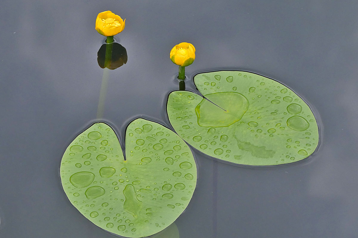 Blühende Gelbe Teichrose (Nuphar lutea)