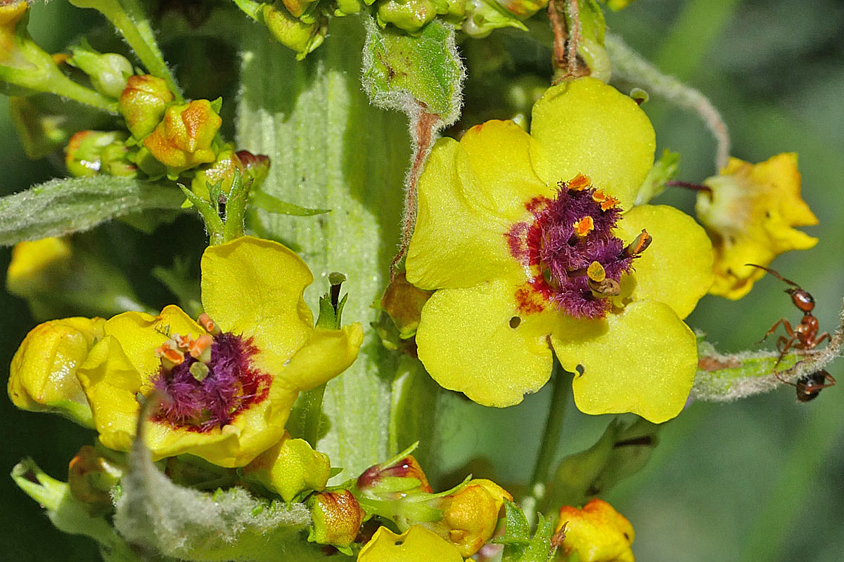 Zwei Blüten der Schwarzen Königskerze (Verbascum nigrum)