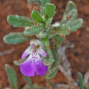 Iva-Günsel (Ajuga iva), (c) Dr. Max Seyfried