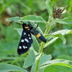 Weißfleck-Widderchen (Amata phegea), (c) Dr. Max Seyfried/NABU-naturgucker.de