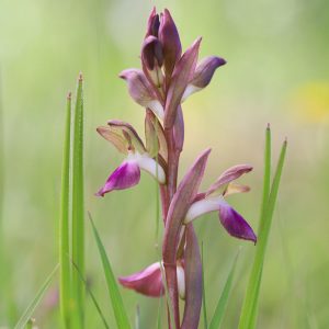 Hügel-Knabenkraut (Anacamptis collina), (c) Dr. Dirk Jödicke/NABU-naturgucker.de