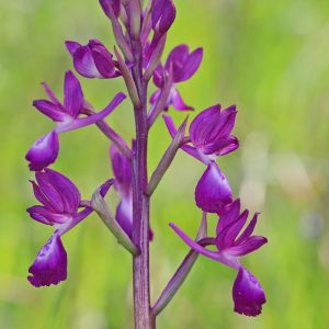 Lockerblütiges Knabenkraut (Anacamptis laxiflora), (c) Dr. Dirk Jödicke/NABU-naturgucker.de