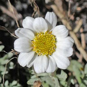 Ätna-Hundskamille (Anthemis aetnensis), (c) Dr. Max Seyfried