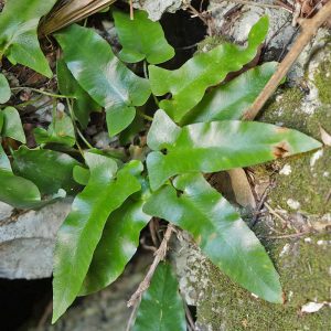 Pfeilförmige Hirschzunge (Asplenium sagittatum), (c) Dr. Max Seyfried