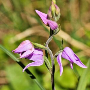 Rotes Waldvögelein (Cephalanthera rubra), (c) Dr. Max Seyfried/NABU-naturgucker.de Rotes Waldvögelein (Cephalanthera rubra), (c) Dr. Max Seyfried/NABU-naturgucker.de