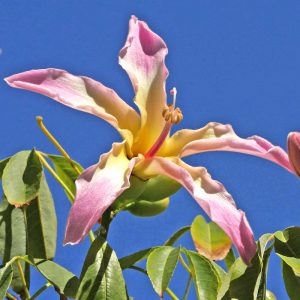 Florett-Seidenbaum (Ceiba speciosa), (c) Dr. Max Seyfried